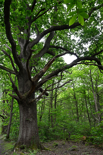 2605k022_GPX_foretDesAlluets