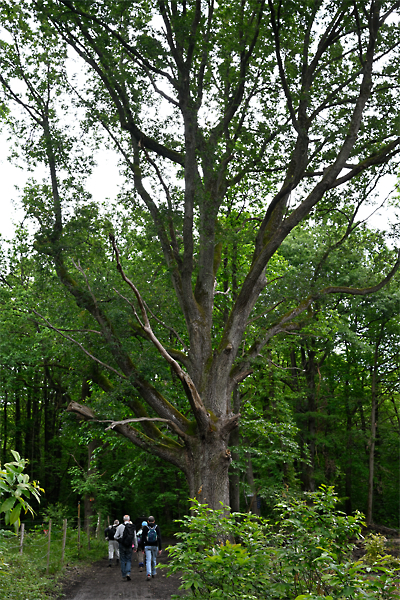 2605k023_GPX_foretDesAlluets
