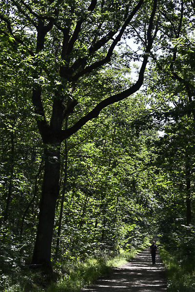 2606x020._GPX_foretDePortRoyal_LeMesnilStDenis