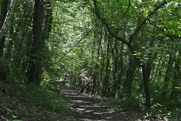 2606x030_GPX_foretDePortRoyal_MagnyLesHameaux